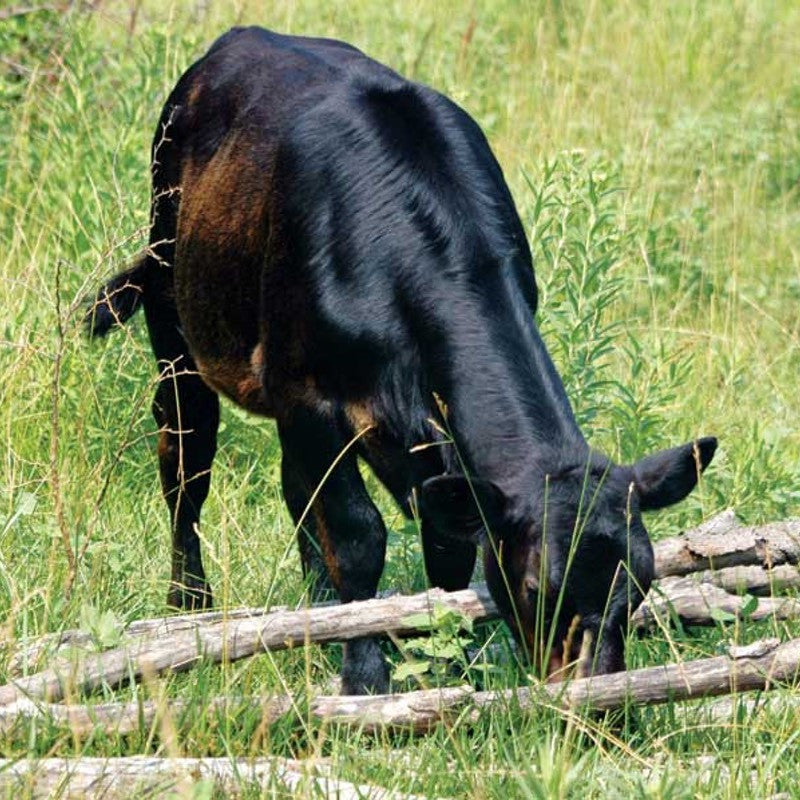 Our Commitment to the Land & Our Animals